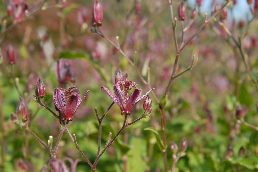 large-stalked toad lily