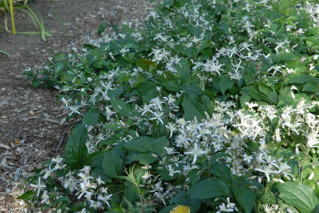 <i>Clematis</i> × <i>jouiniana</i>