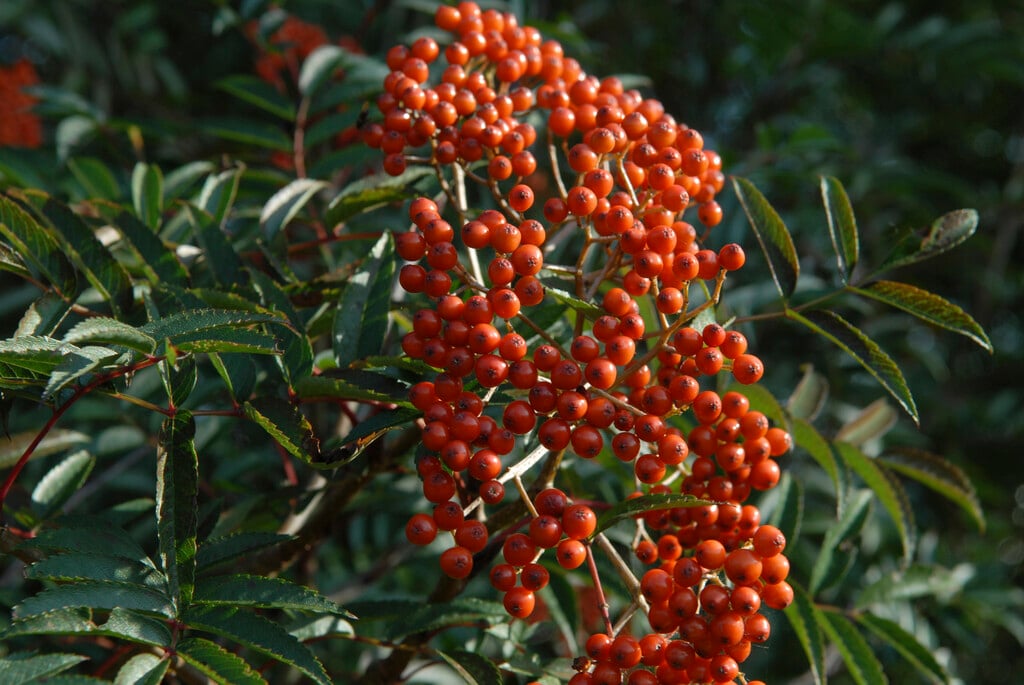 <i>Sorbus</i> <i>commixta</i> 'Carmencita'