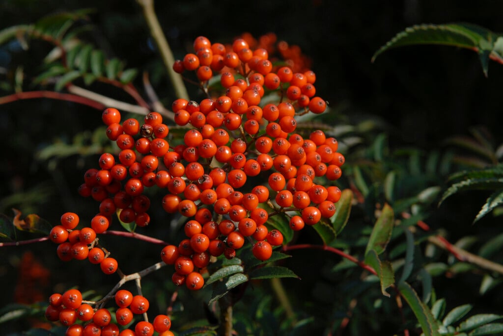 <i>Sorbus</i> <i>commixta</i> 'Carmencita'