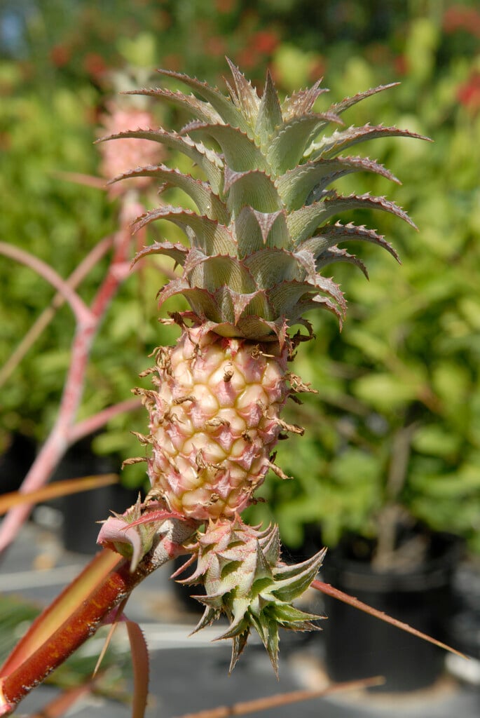 <i>Ananas</i> <i>nanus</i>