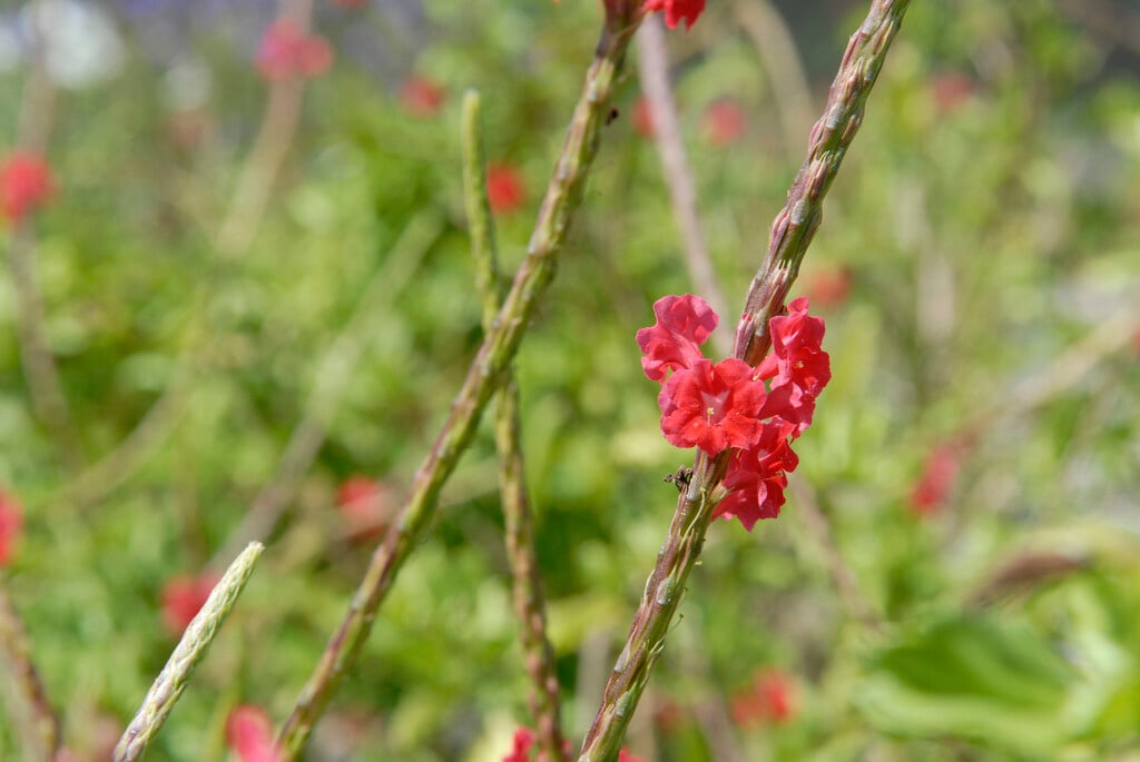 blue snakeweed