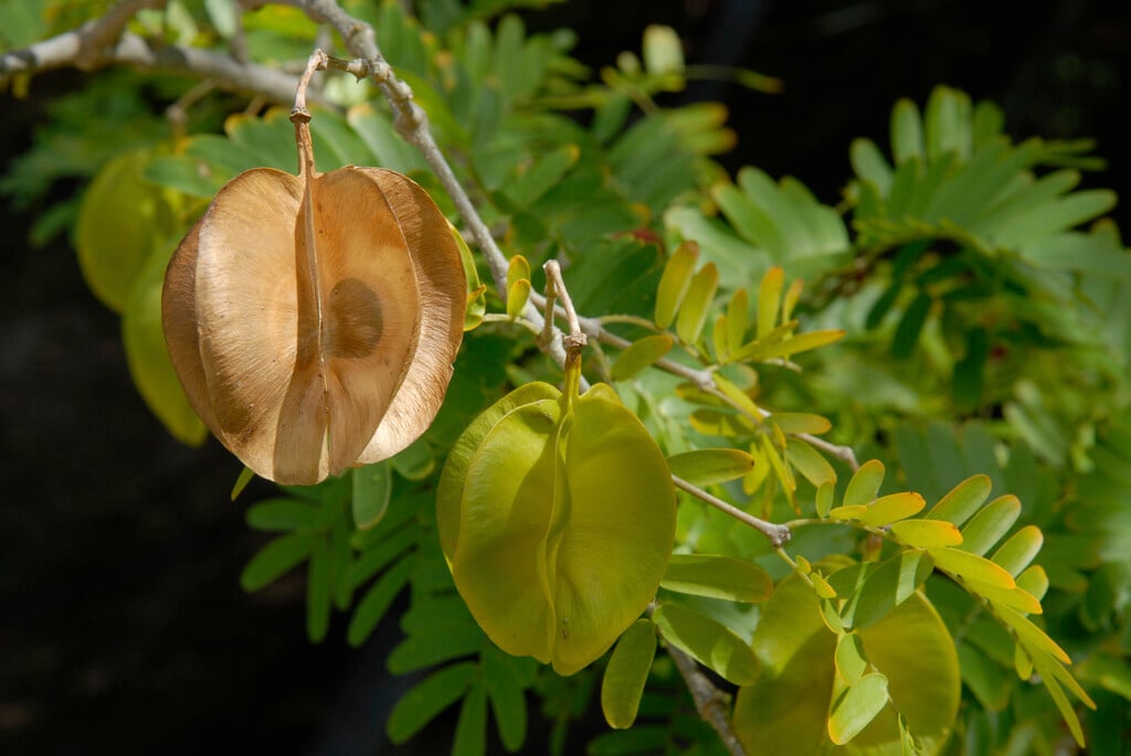 Maracaibo lignum-vitae