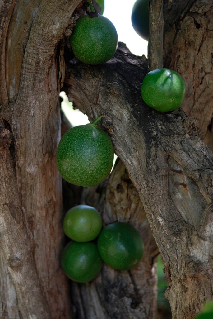calabash tree