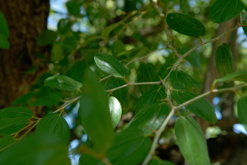 Christ's thorn