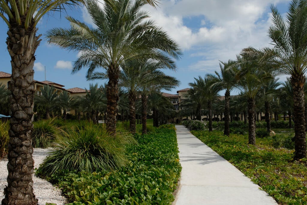 date palm