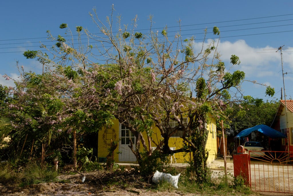 madre de cacao
