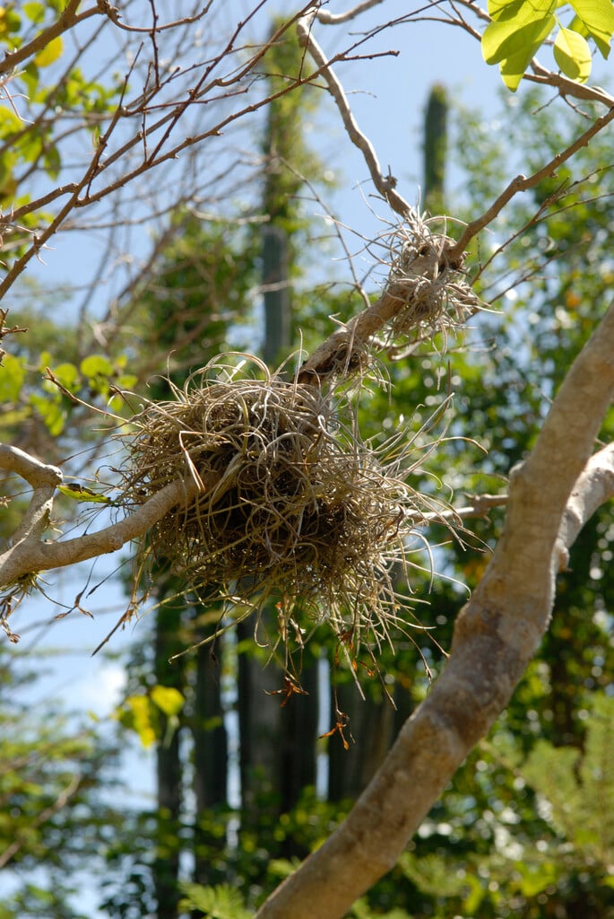 ball moss