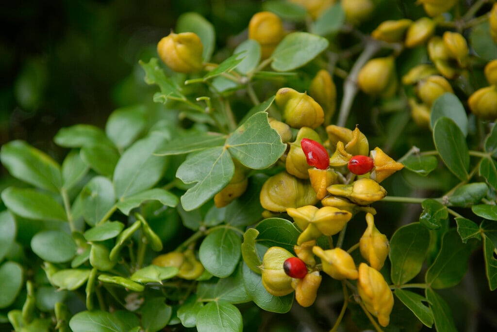 lignum vitae