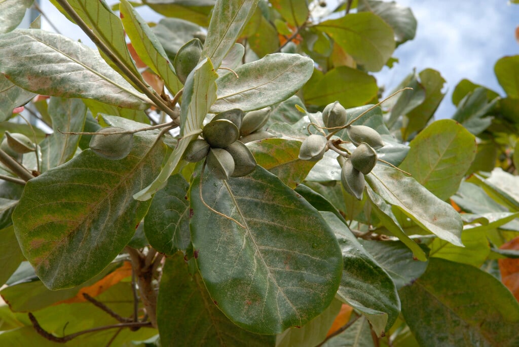 Barbados almond