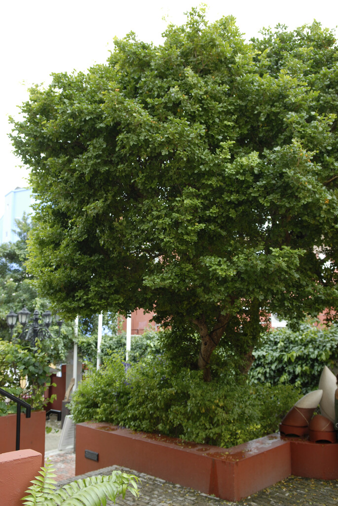 lignum vitae