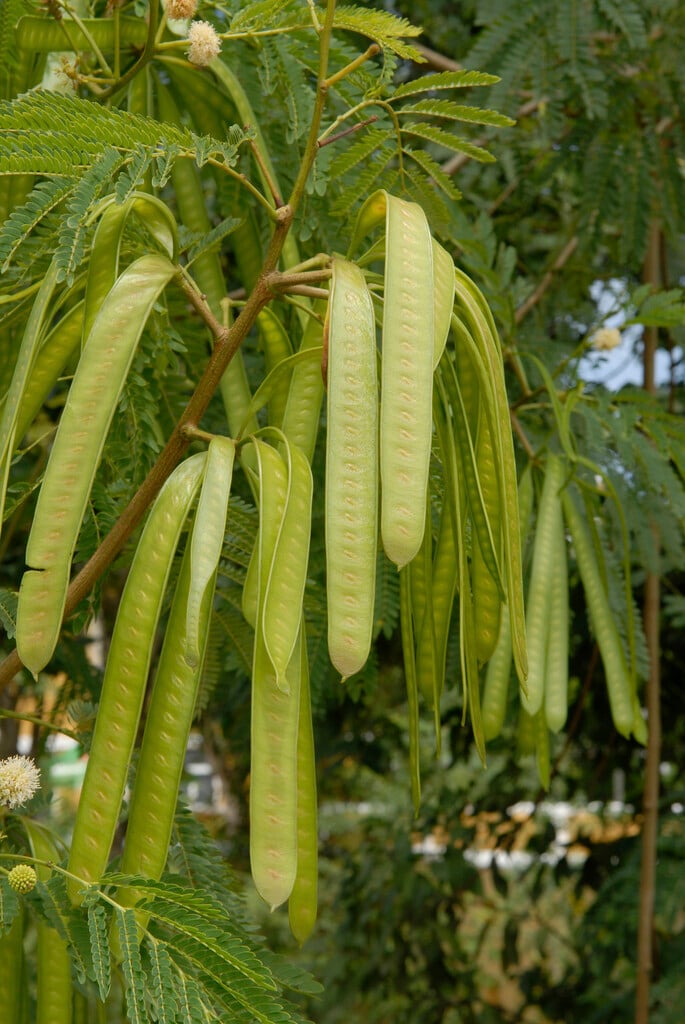 lead tree