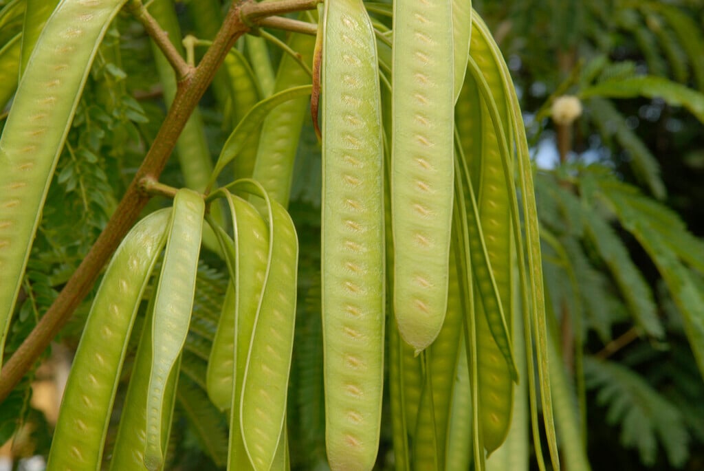 lead tree