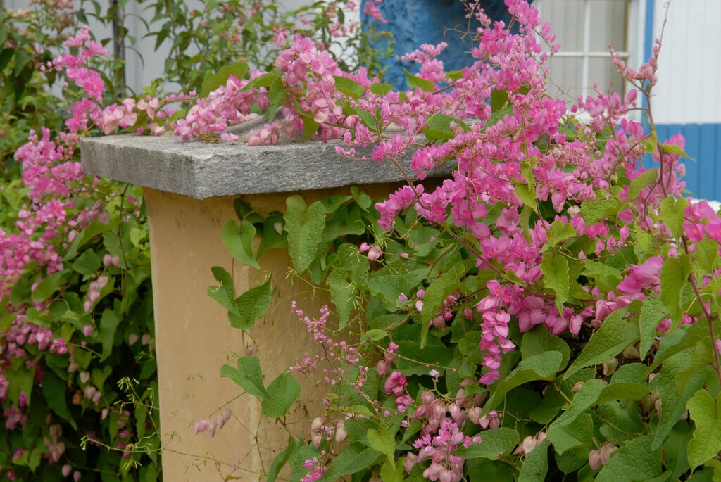 coral vine