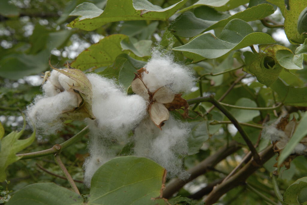 upland cotton