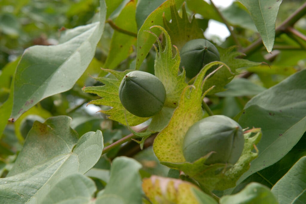 upland cotton