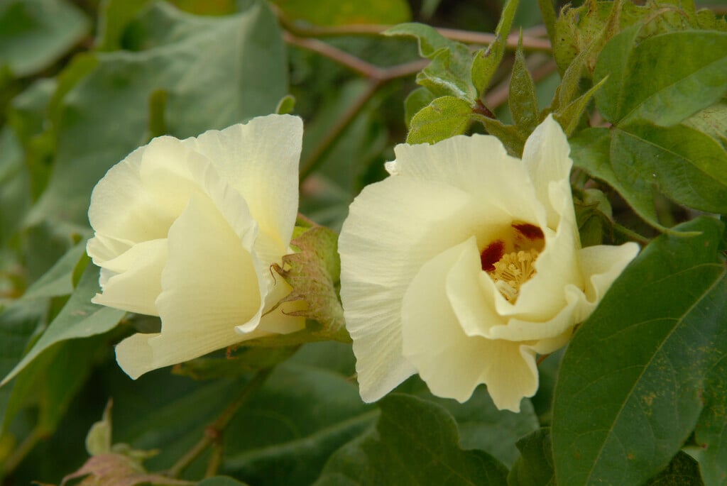 upland cotton