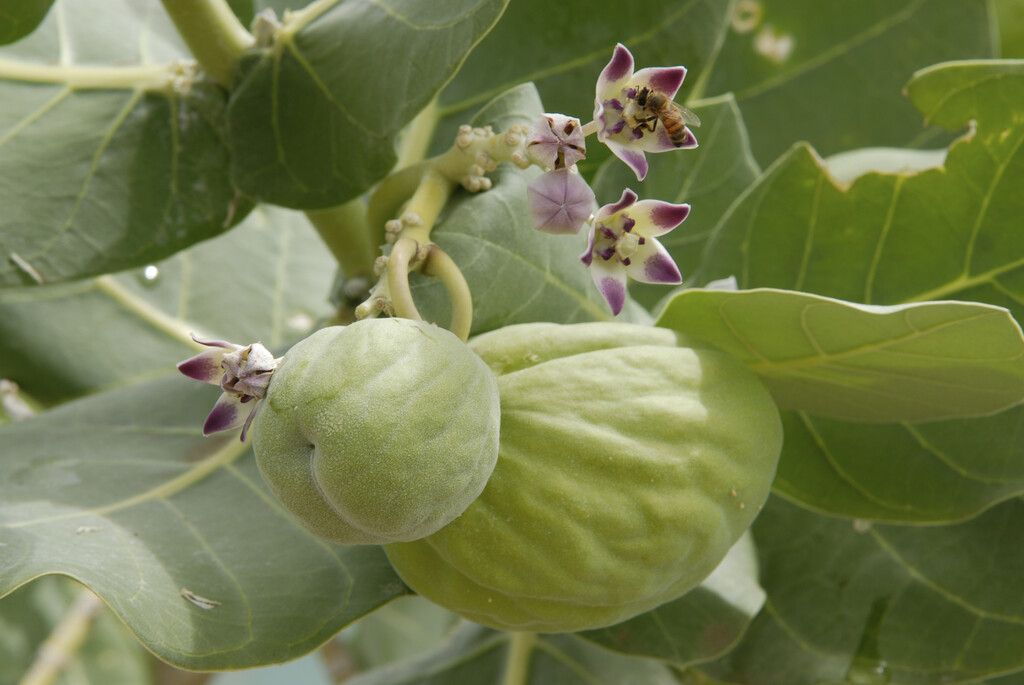 French cotton