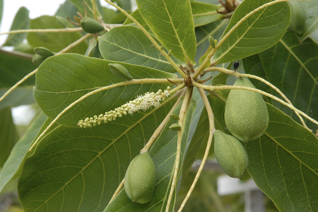 Barbados almond