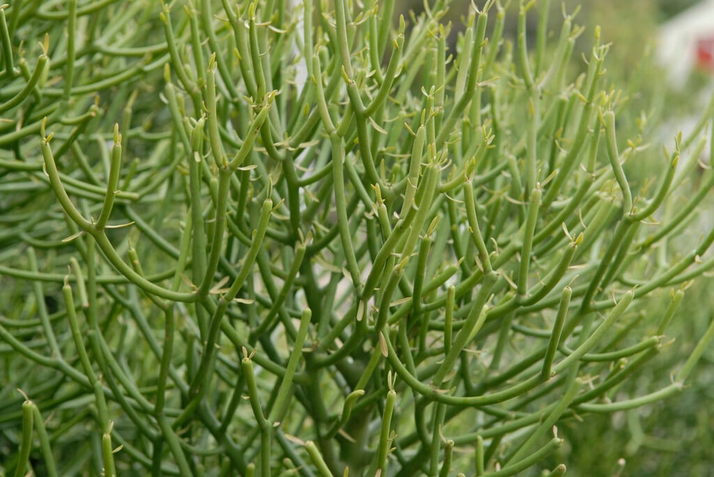 Indian tree spurge