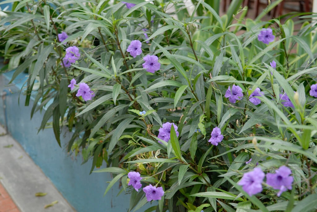 Mexican petunia