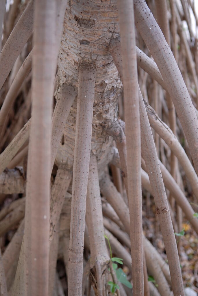 fragrant screw pine