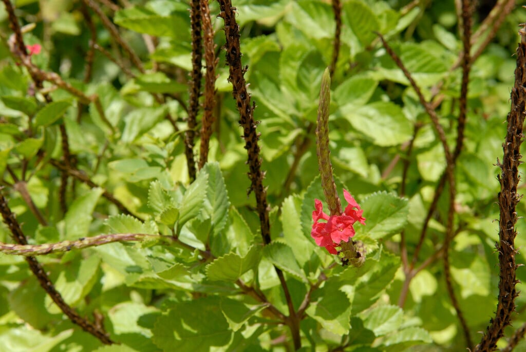 blue snakeweed