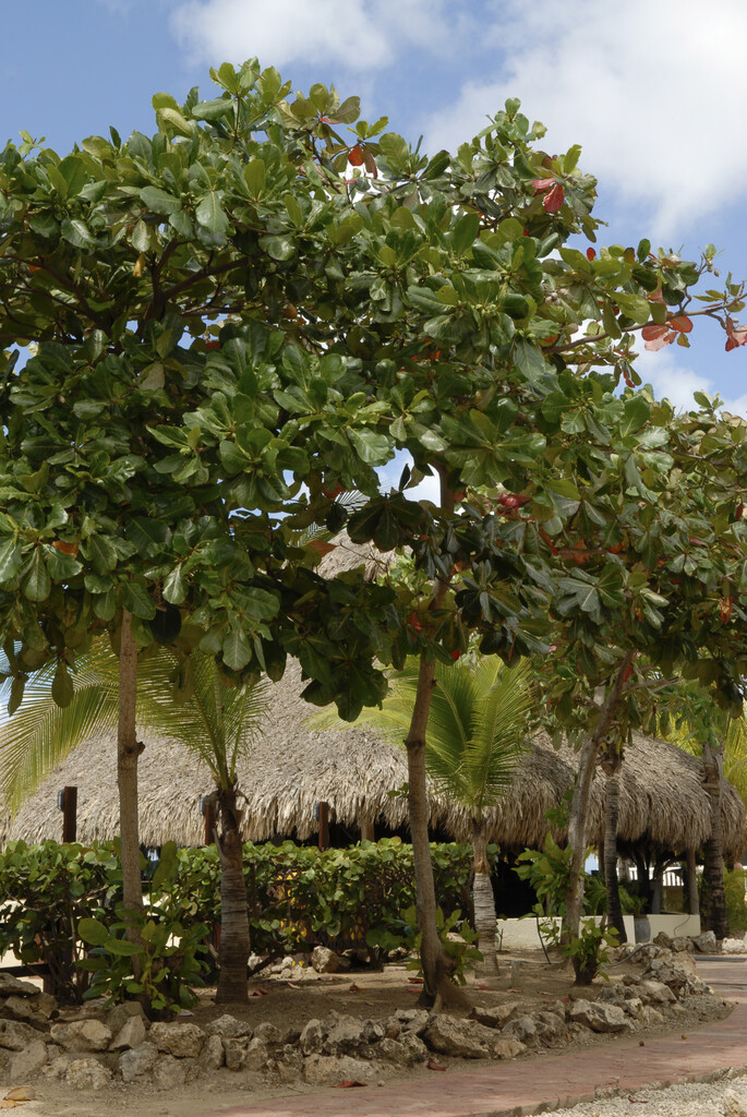 Barbados almond