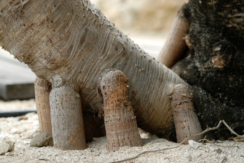fragrant screw pine
