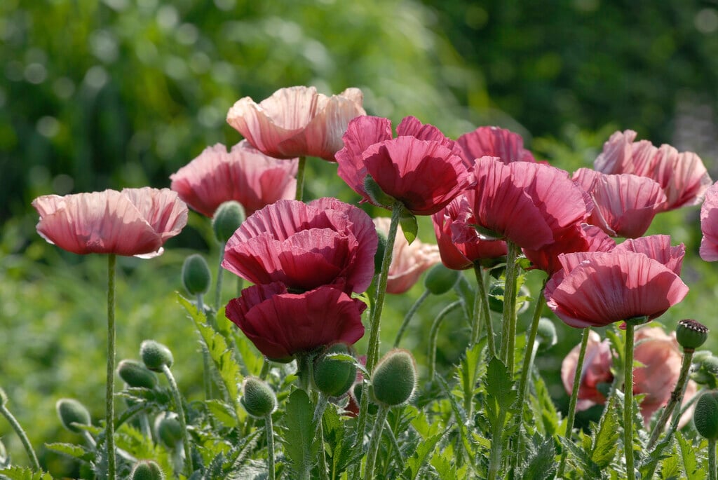 oriental poppy 'Marlene'