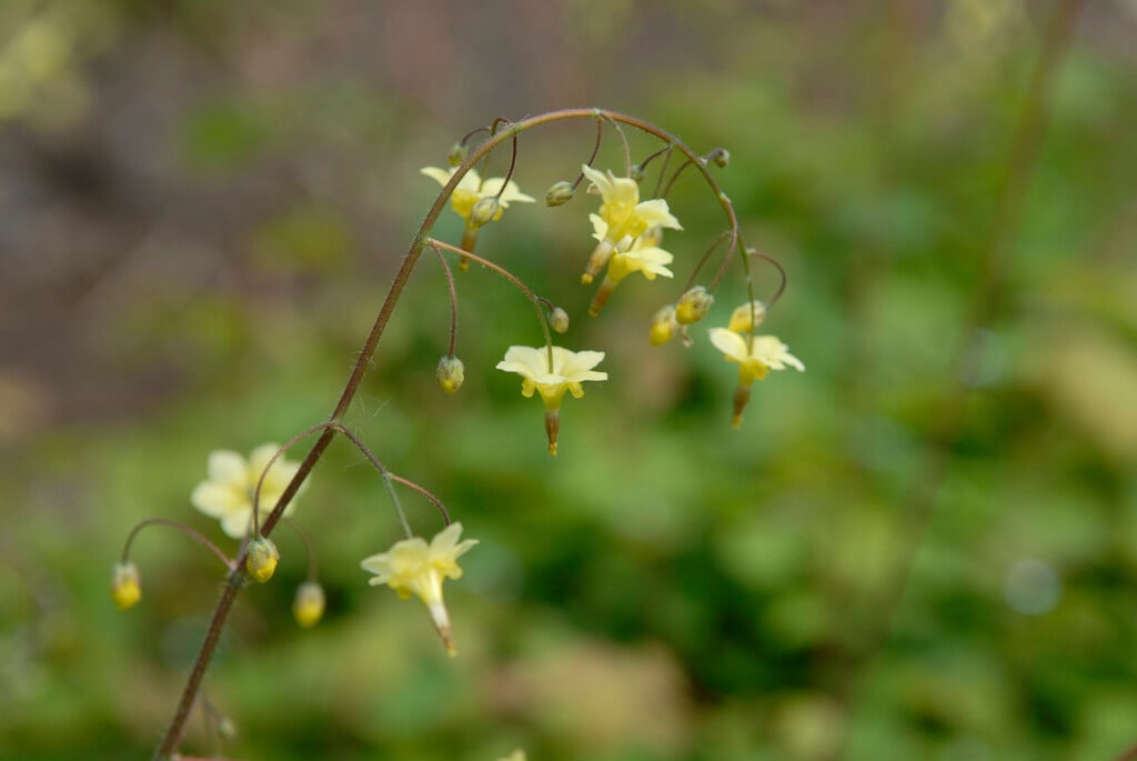 <i>Vancouveria</i> <i>chrysantha</i>