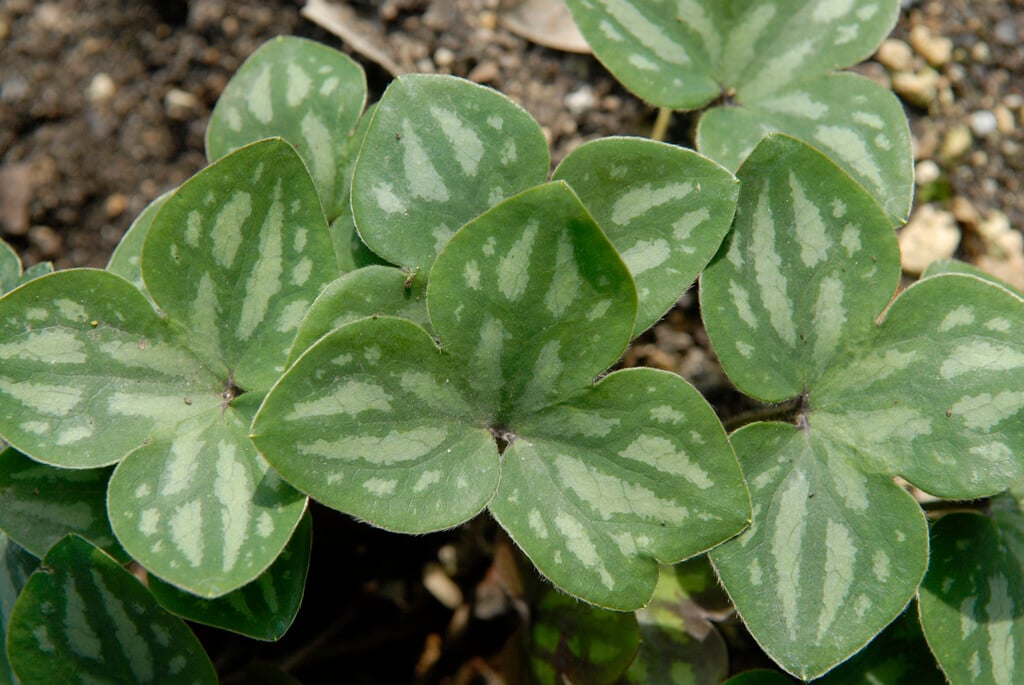 <i>Hepatica</i> <i>nobilis</i> var. <i>pyrenaica</i>