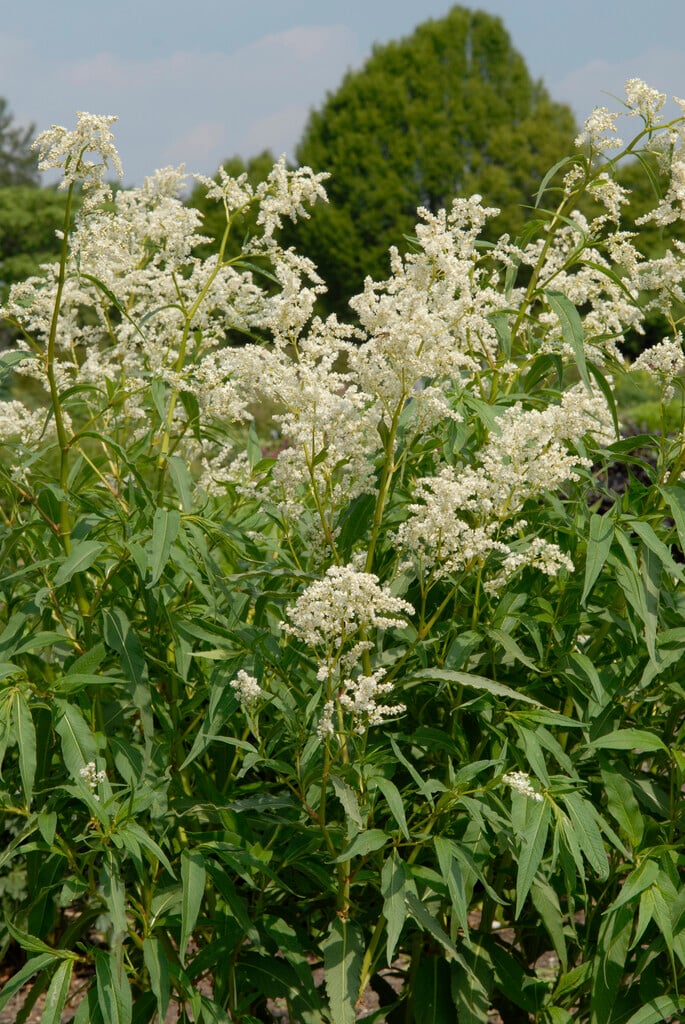 alpine knotweed