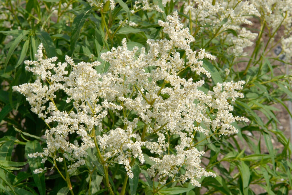 alpine knotweed