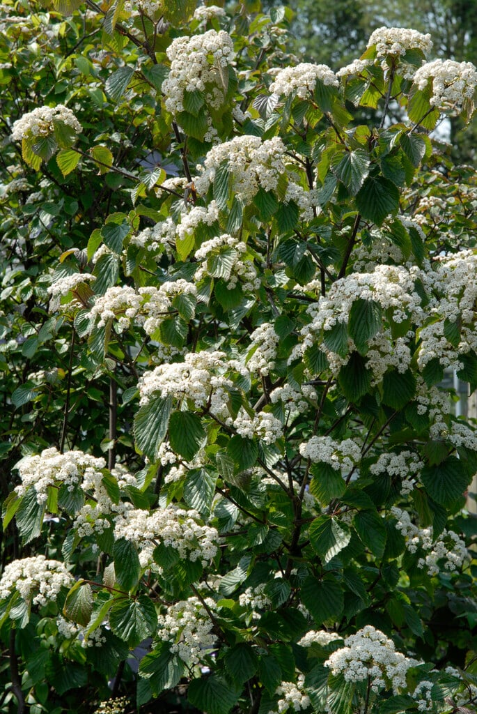 viburnum 'Huron'