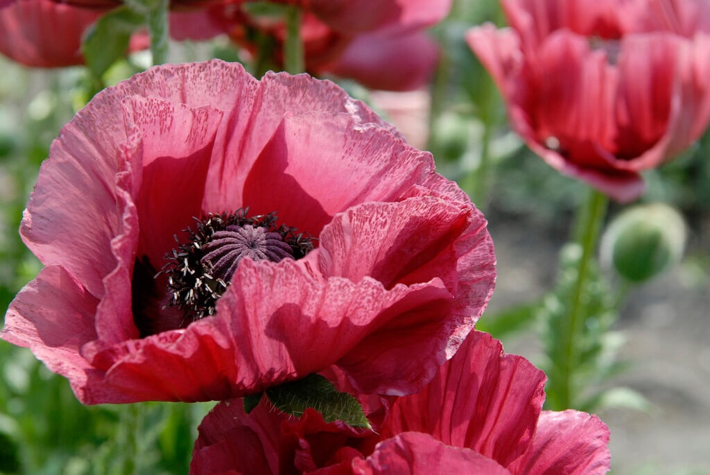 oriental poppy 'Marlene'