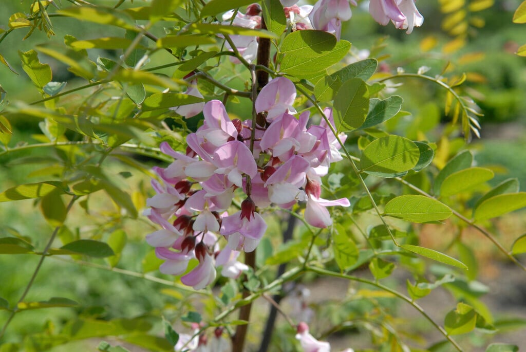 Robinia pseudoacacia &Hillieri& locust tree &Hillieri& Trees/RHS