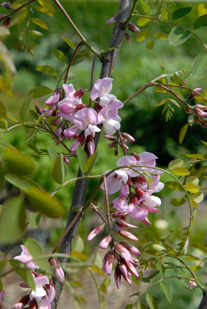 locust tree 'Hillieri'