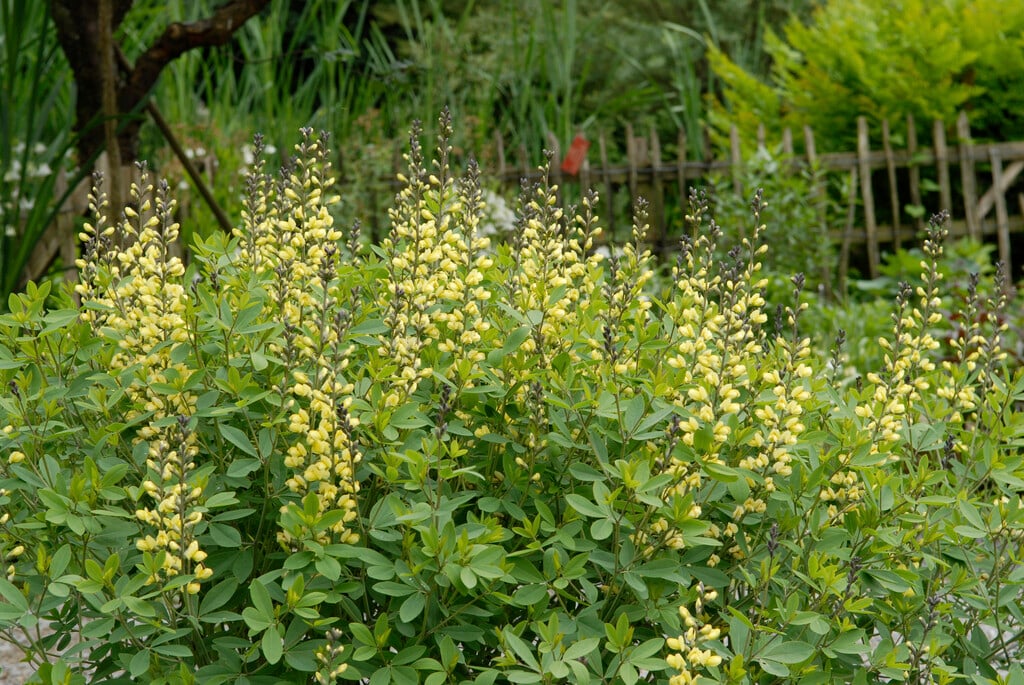false indigo 'Carolina Moonlight'