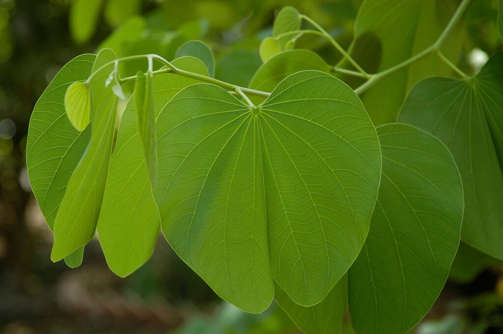Hong Kong orchid tree