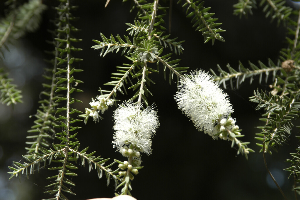 Australian white tea tree