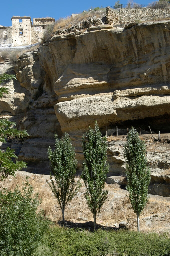 white pyramidal poplar