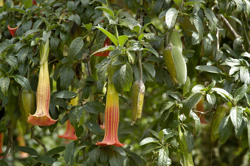 red angel's trumpet