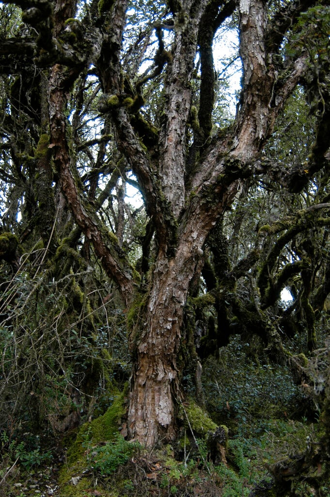 tabaquillo