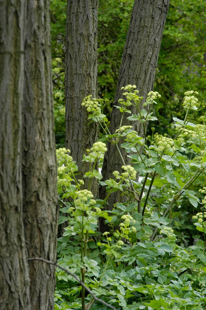 Portuguese angelica