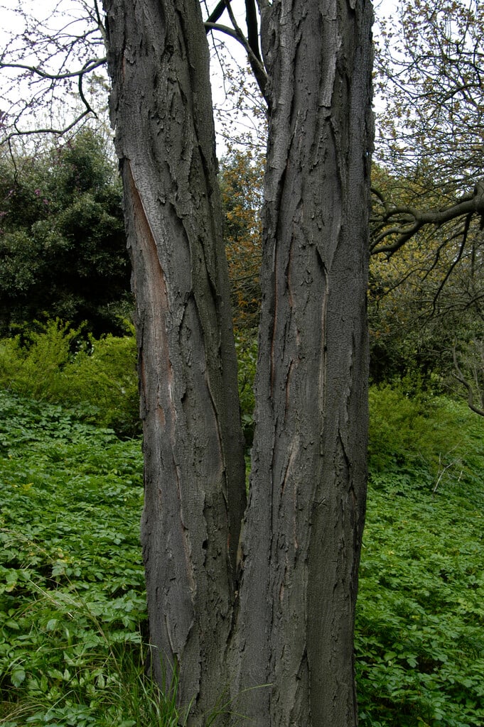 Chinese cedar