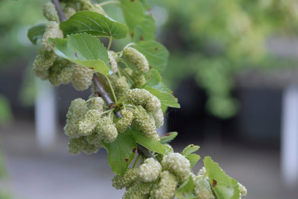 white mulberry