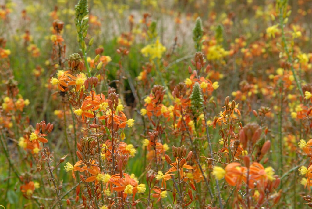 stalked bulbine