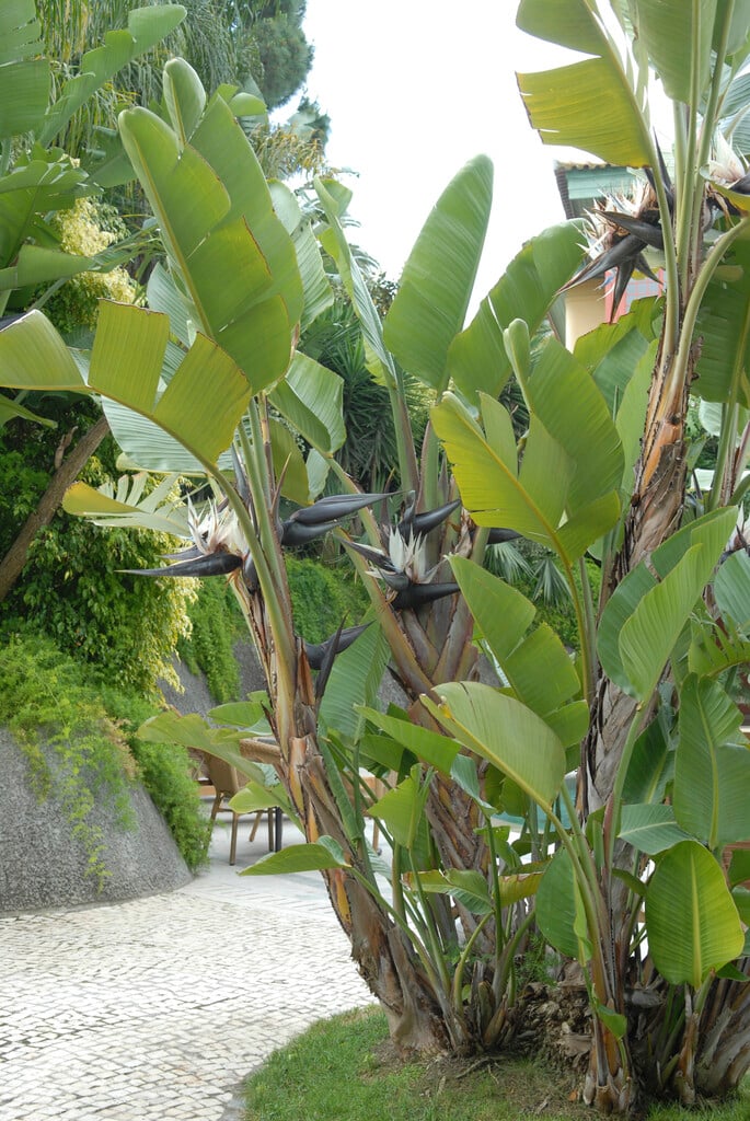 <i>Strelitzia</i> <i>alba</i>