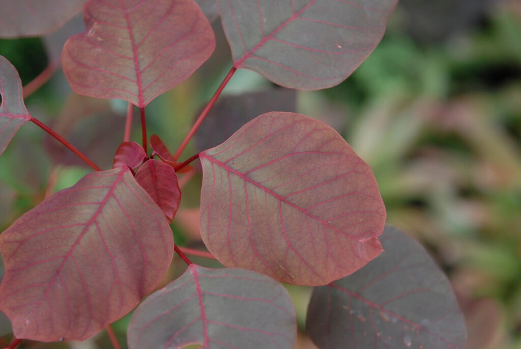 <i>Euphorbia</i> <i>cotinifolia</i>